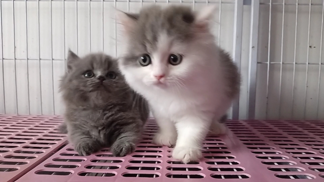 胖猫猫找家长啦